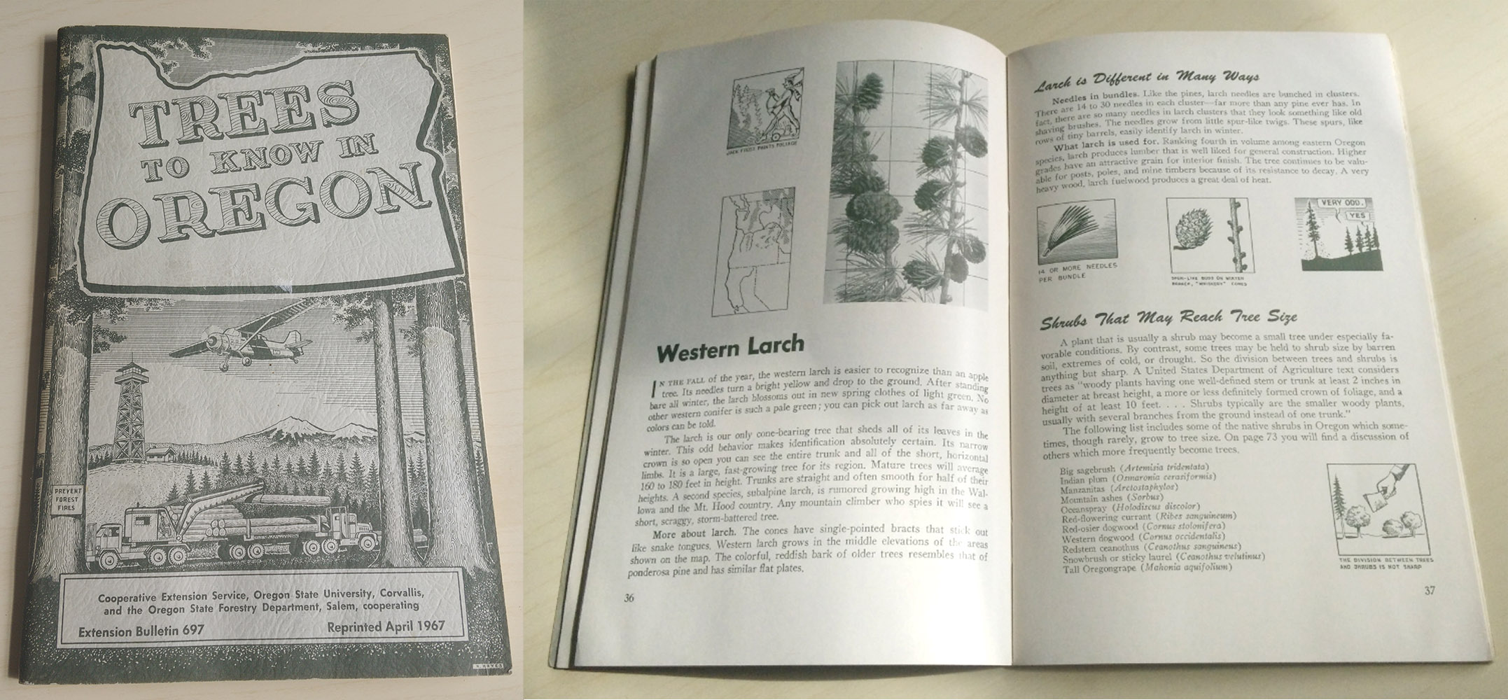 On the left, a closed book entitled "Trees to know in Oregon", and on the right, an open book on a page about the Western Larch