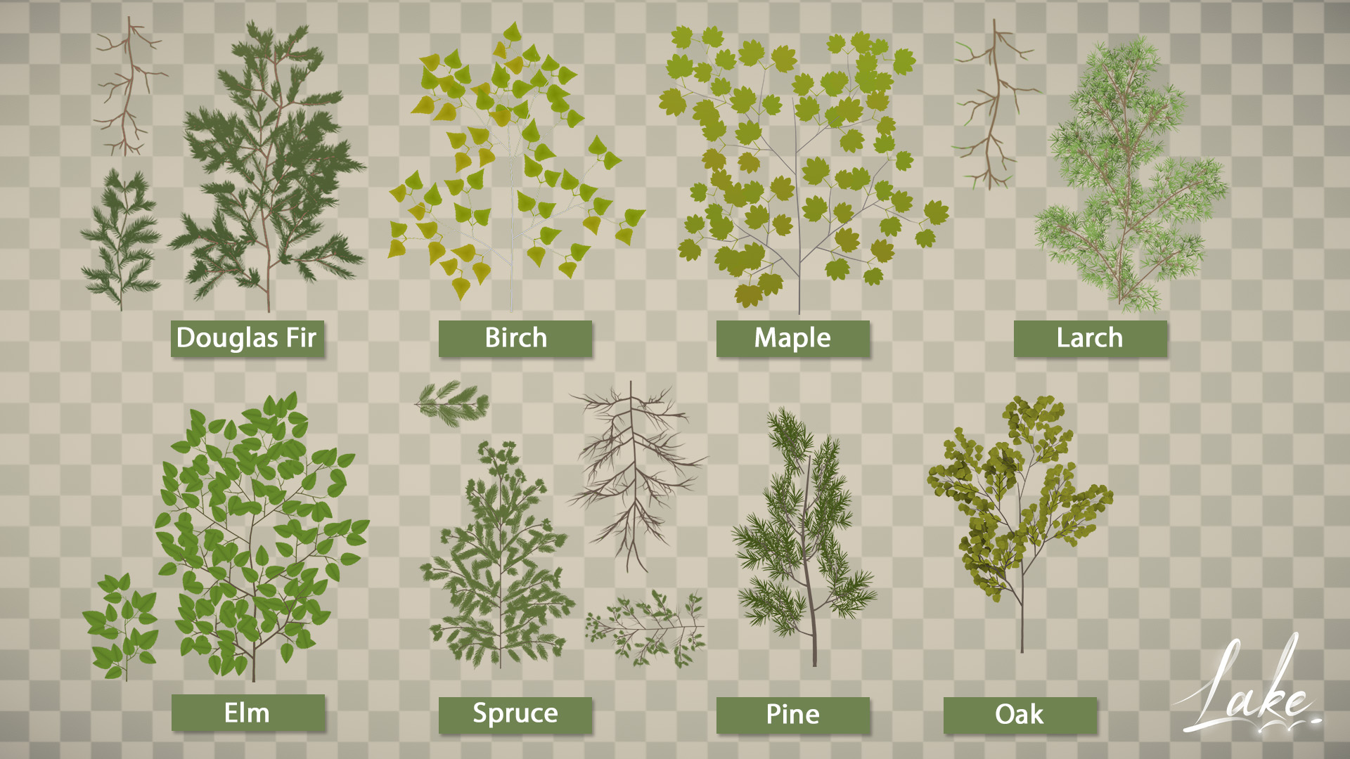 Different tree leaves (Douglas Fir, birch, maple, larch, elm, spruce, pine and oak) are laid down side by side