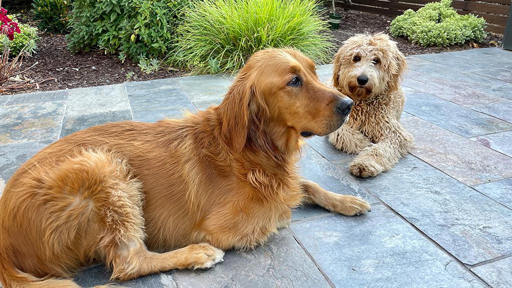 Archana Rao's dogs Cleo, a Labradoodle, and Rusty, a Golden Retriever