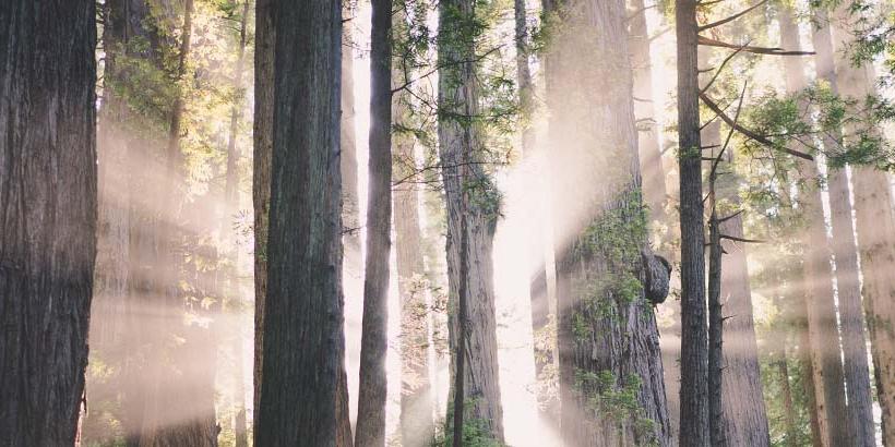 Light shining through a view of trees