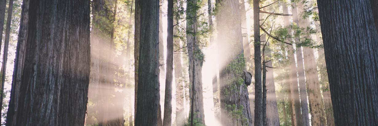 Light shining through a view of trees
